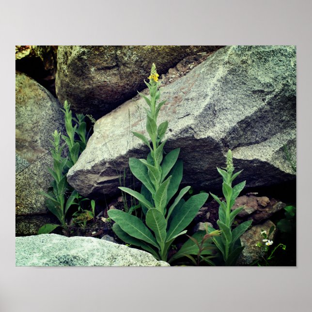 Poster Flores Mullein Selvagens Entre Rochas (Frente)
