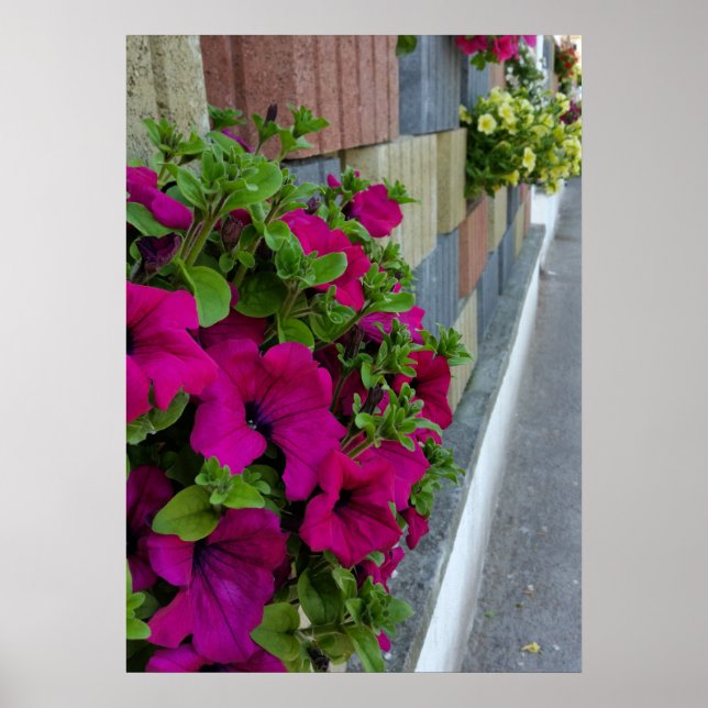 Poster flores na calçada (Frente)