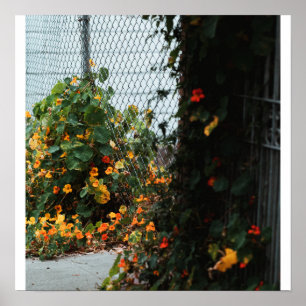 Poster Flores na Cerca