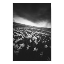 Flores Narciso sobre a montanha Golica, Eslovênia