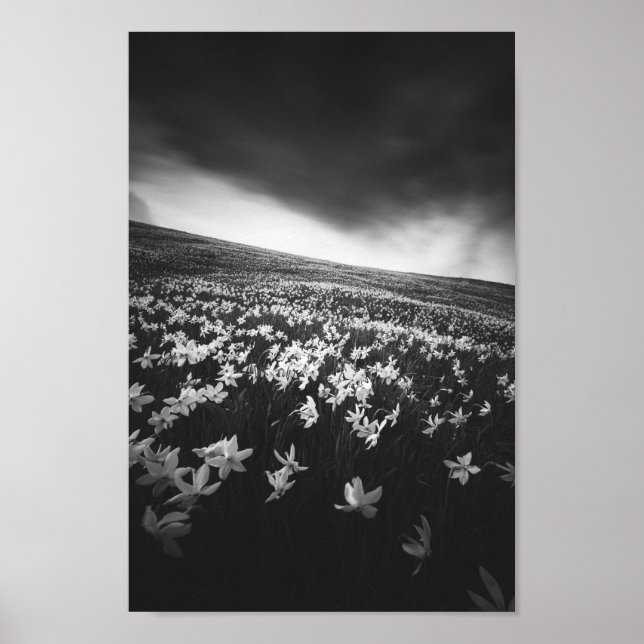 Poster Flores Narciso sobre a montanha Golica, Eslovênia (Frente)