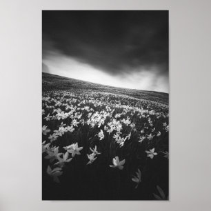 Poster Flores Narcissus na montanha Golica, Eslovênia