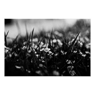 Pôster Flores no campo em primavera