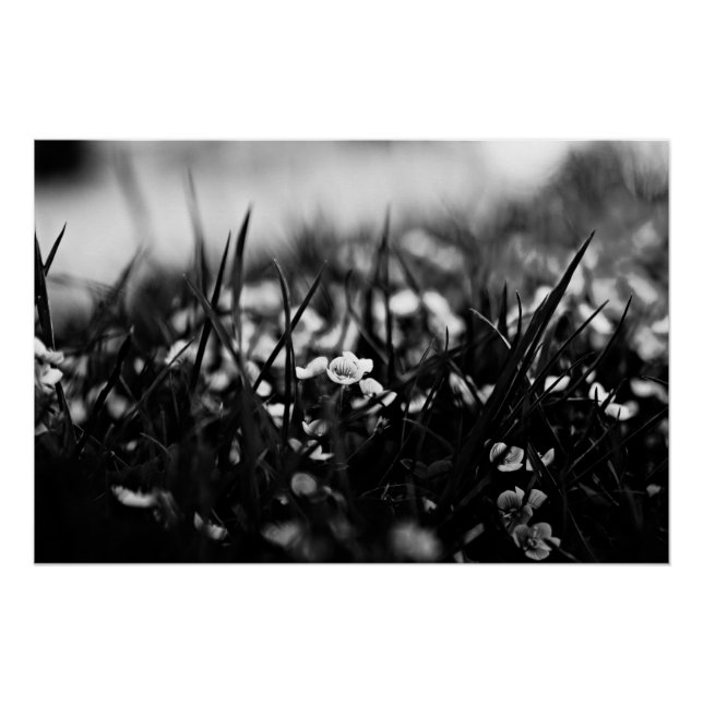 Pôster Flores no campo em primavera (Frente)