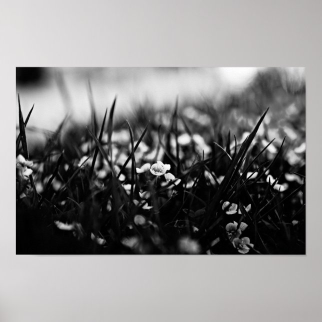 Poster Flores no campo em primavera (Frente)