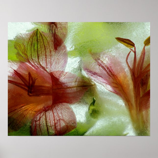 Poster Flores no gelo (Frente)