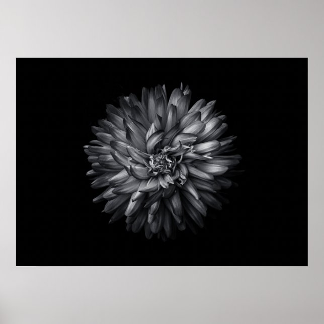 Poster Flores no Quintal em Preto e Branco 20 (Frente)