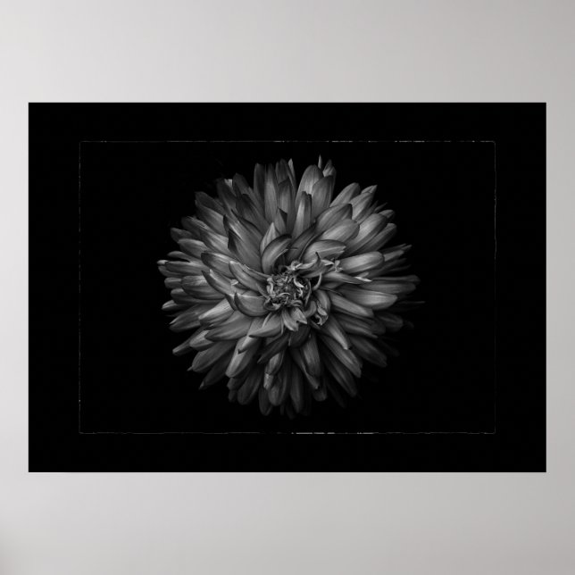 Poster Flores no Quintal em Preto e Branco Nº 20 Borda (Frente)