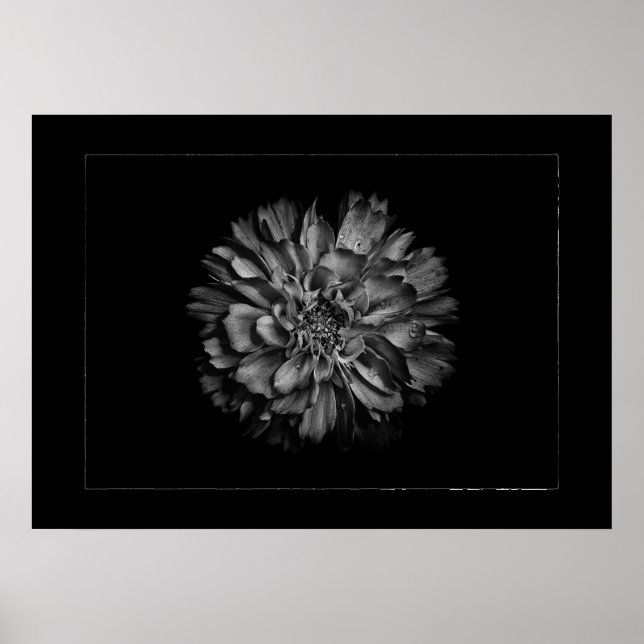Poster Flores no Quintal em Preto e Branco Nº 79 Borda (Frente)