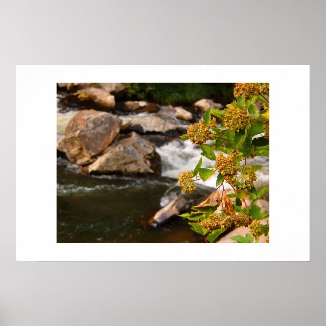 Pôster flores pelo rio (Frente)