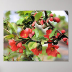 Pôster Flores Quince Vermelho Brilhante