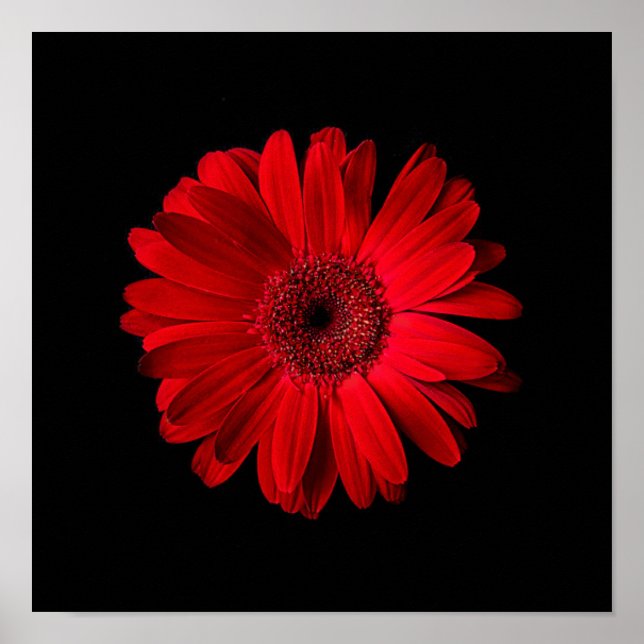 Poster Flores | Red Gerbera Daisy (Frente)
