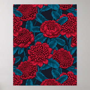 Poster Flores Red Waratah