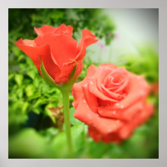Pôster Flores Românticas de Rosa (Frente)
