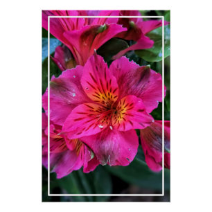 Pôster Flores Rosa-79498 Peruana
