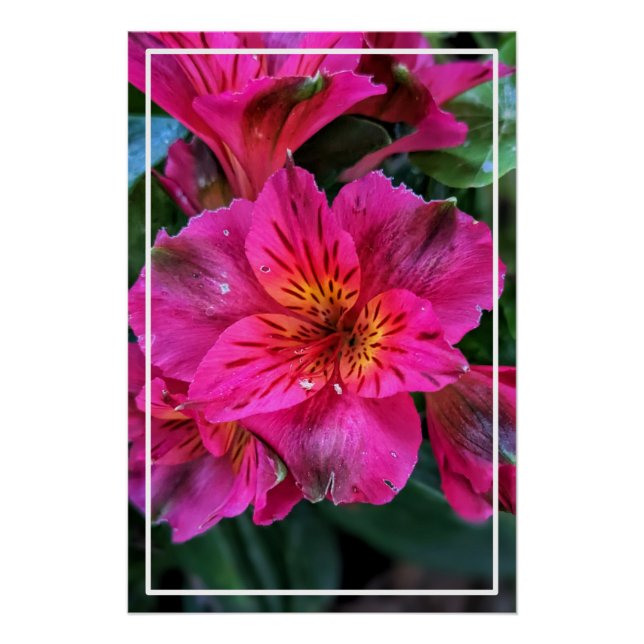 Pôster Flores Rosa-79498 Peruana (Frente)