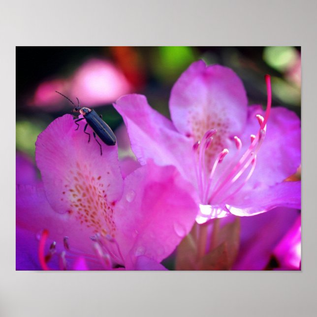Poster Flores rosa Azalea Visitando Insetos Firefly (Frente)