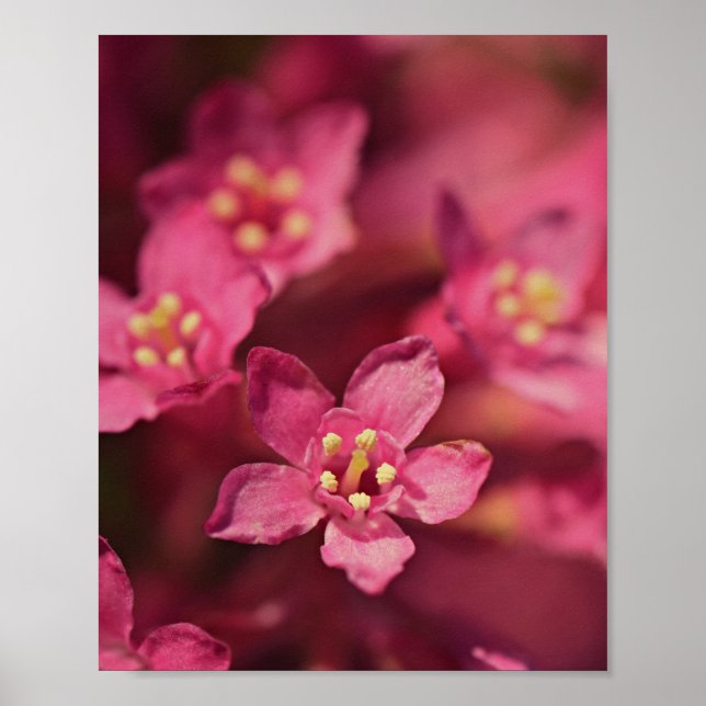 Poster Flores Rosa Bonitas (Frente)