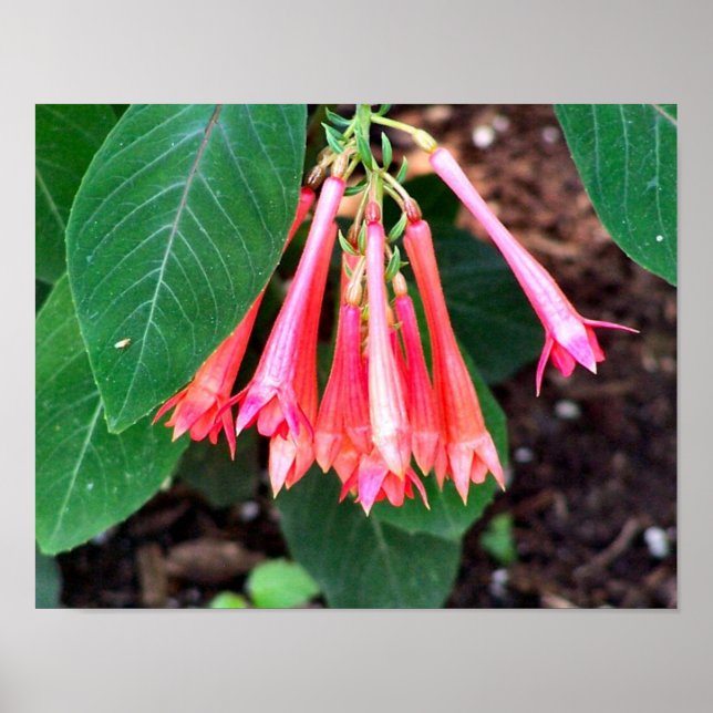 Pôster Flores Rosa bonito Fechem (Frente)