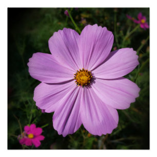 Pôster flores rosa brilhantes