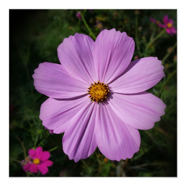 Pôster flores rosa brilhantes (Frente)