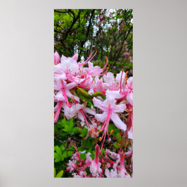 Poster Flores rosa de Azalea