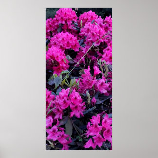Poster Flores rosa de rododendron