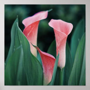 Poster Flores Rosa dos Lírios Calla