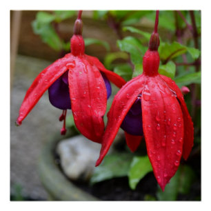 Pôster Flores Rosa Flores Brilhantes Adoram Chá de Destin