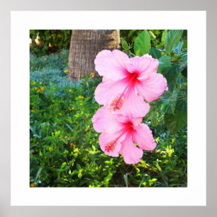 Pôster Flores rosa Hibiscus