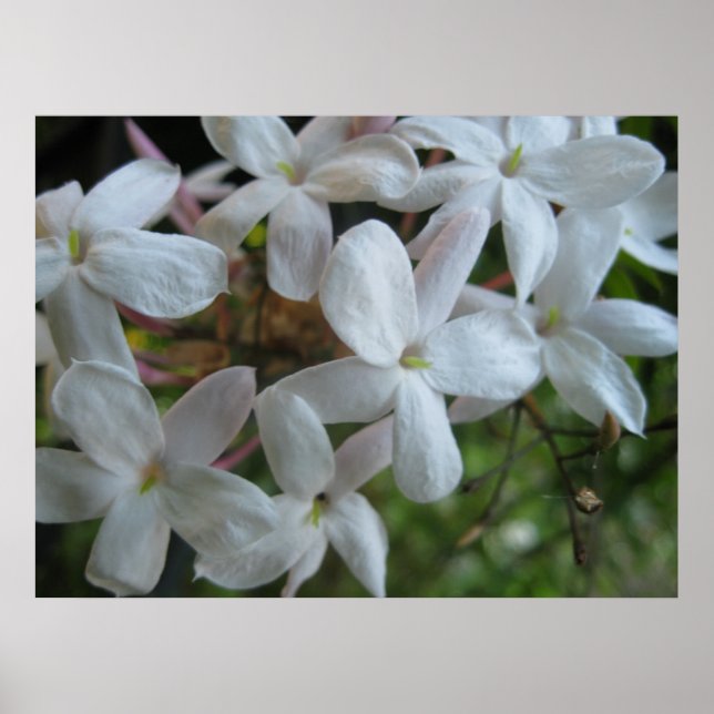 Poster Flores Rosa Jasmine (Frente)