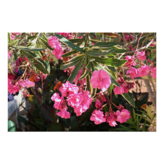 Pôster Flores rosa na árvore