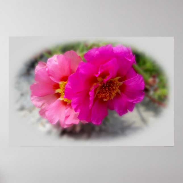 Poster Flores rosa no sol (Frente)
