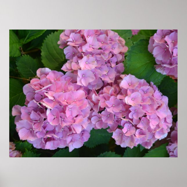 Poster Flores rosa pastel Hortensia hydrangea (Frente)