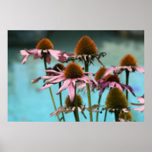 Flores rosa pela água