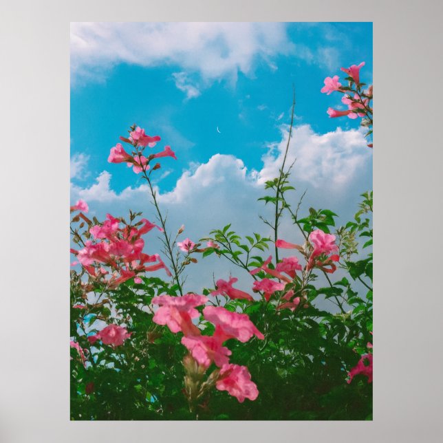 Poster Flores Rosa Sob Céu Azul com Nuvens - Natureza (Frente)
