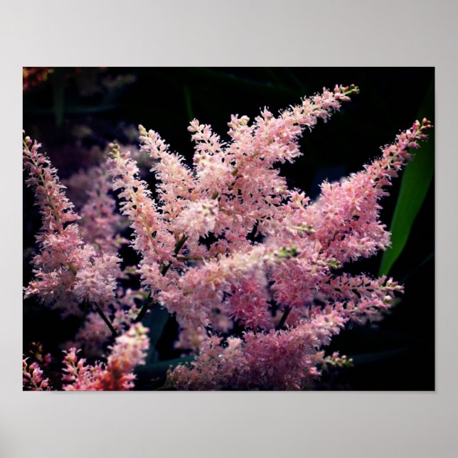 Poster Flores Rosa Válidas Fechem (Frente)