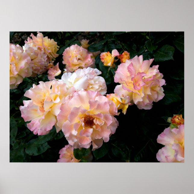 Poster Flores rosas, Rosas Amarelas Rosa (Frente)