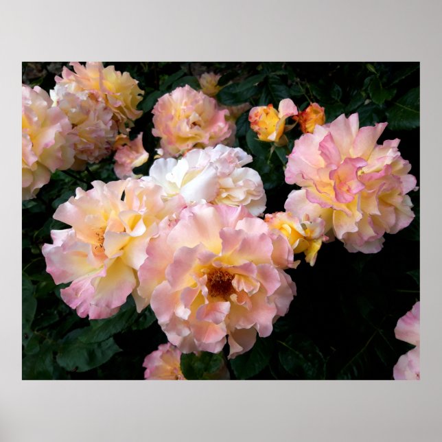Poster Flores rosas, Rosas Amarelas Rosa (Frente)