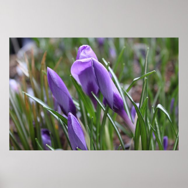 Pôster Flores roxas de croco,番 红 花 (Frente)