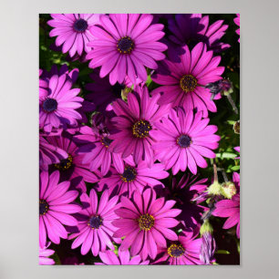 Poster Flores roxas de osteospermum