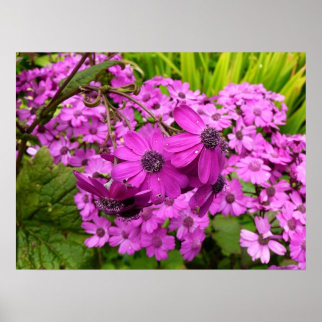 Poster Flores Roxas de São Francisco (Frente)