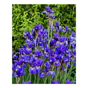 Pôster Flores Roxas Iris Pela Sidewalk