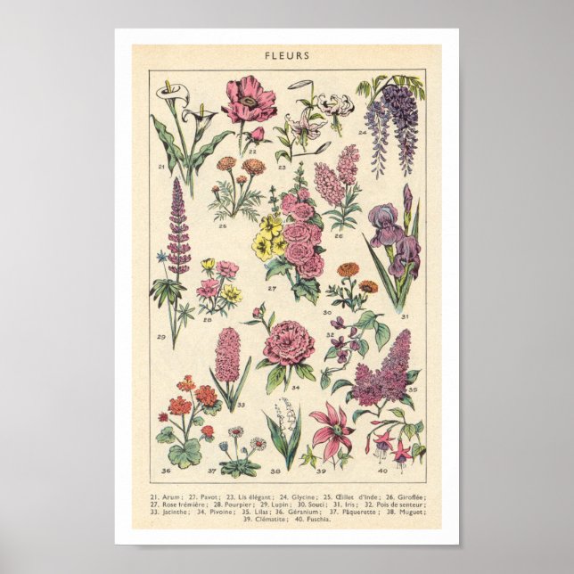 Poster Flores Roxas Vintage (Frente)