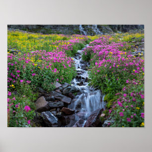 Poster Flores selvagens, Clements Mountain, Montana