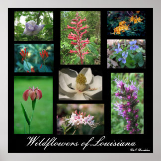 Pôster Flores selvagens da Louisiana