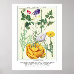 Poster Flores Selvagens da Montanha Rochosa Botânica