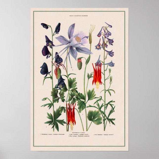 Poster Flores selvagens das Montanhas Rochosas (Frente)