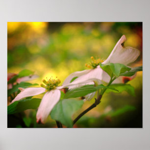 Poster Flores Selvagens de Dogwood