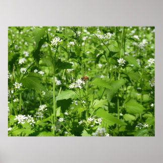 Poster Flores selvagens e uma abelha